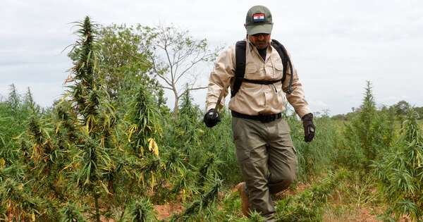 Diario HOY | Senad golpea complejos del narcotráfico en Bella Vista Norte