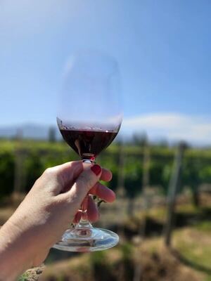 Los secretos de la cata: cómo apreciar realmente un buen vino tinto - Gastronomía - ABC Color