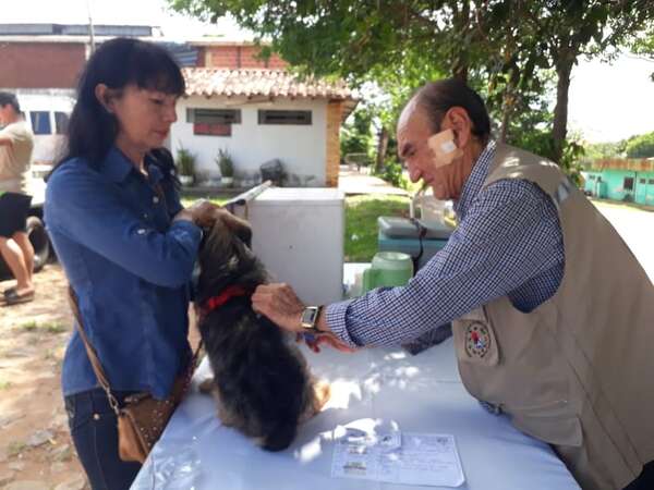Operativo Caacupé: ¿Por qué vacunaron a más de 3.600 perros y gatos? - Nacionales - ABC Color