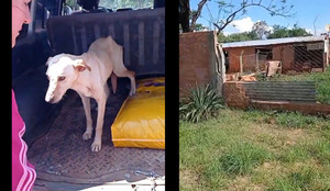 Fiscalía interviene fundación por presunto maltrato animal en Coronel Bogado
