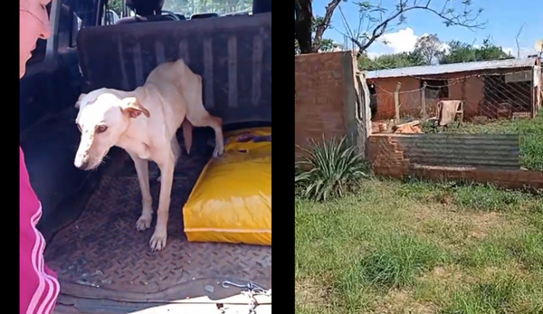 Fiscalía interviene fundación por presunto maltrato animal en Coronel Bogado