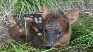 Nace un pudú en Argentina, el ciervo más pequeño del mundo
