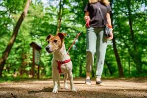 Errores comunes en el adiestramiento de cachorros y cómo evitarlos - Mascotas - ABC Color