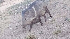 Chancho silvestre le mordió a una nenita