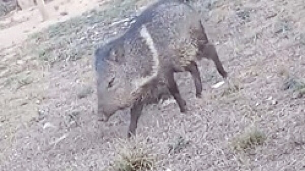 Chancho silvestre le mordió a una nenita