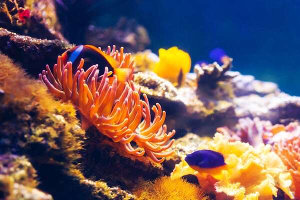 ¿Pueden los corales genéticamente modificados salvar los arrecifes? - Ciencia - ABC Color