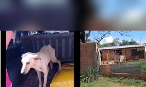 Allanan refugio de animales por presuntos maltratos