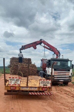 Comunidades indígenas de Canindeyú comercializan 1.600 toneladas de caña de azúcar - .::Agencia IP::.