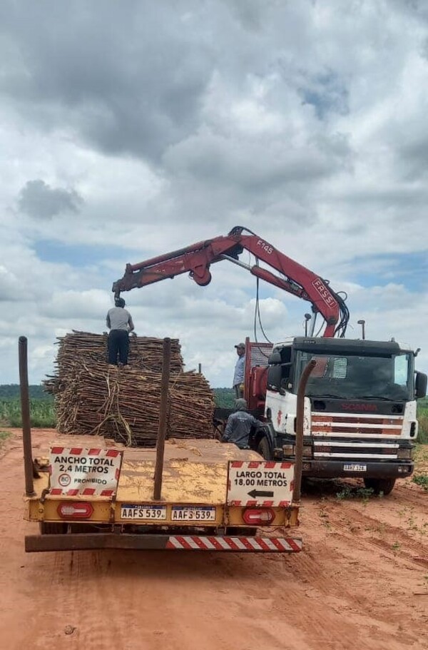 Comunidades indígenas de Canindeyú comercializan 1.600 toneladas de caña de azúcar - .::Agencia IP::.