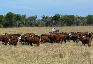 La ARP critica y rechaza decisión de distribuidora francesa de no comprar carne del Mercosur