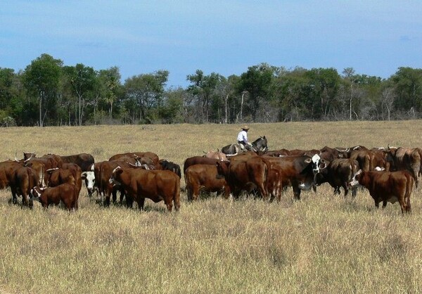 La ARP critica y rechaza decisión de distribuidora francesa de no comprar carne del Mercosur