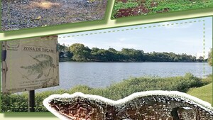 El yacaré del Lago de la República: La mascota singular de Ciudad del Este