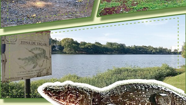 El yacaré del Lago de la República: La mascota singular de Ciudad del Este
