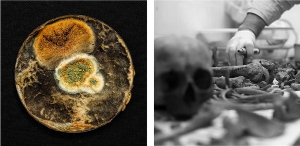 Ganadores del Concurso de Fotografía Científica 2024 del Conacyt