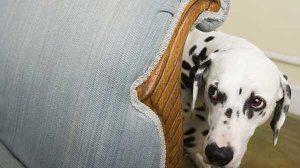 ¿Cuál es el secreto para tranquilizar a un perro con miedo? - San Lorenzo Hoy