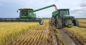 Arroz: Esperan una buena producción para esta campaña