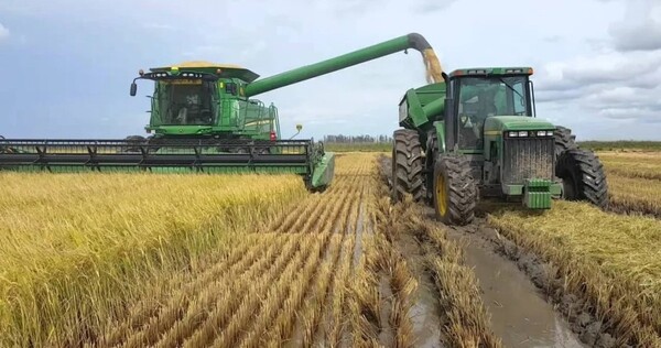 Arroz: Esperan una buena producción para esta campaña