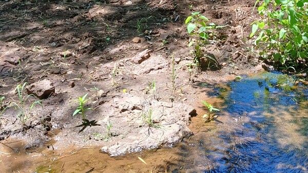Fue mordido por una serpiente y murió al costado de un arroyo en Pedro Juan Caballero