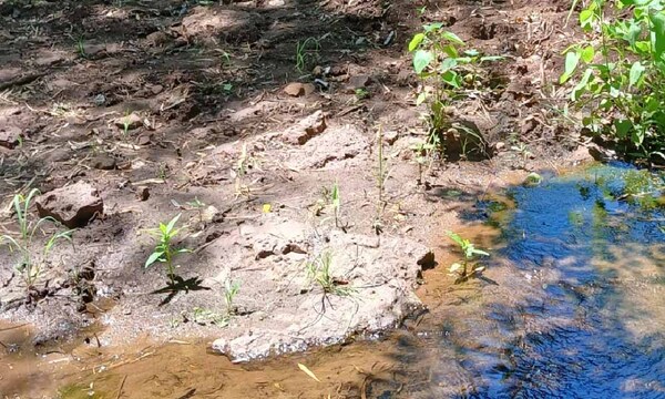 Fue mordido por una serpiente y murió al costado de un arroyo en Pedro Juan Caballero – Prensa 5