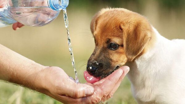 Cómo proteger a las mascotas de las altas temperaturas