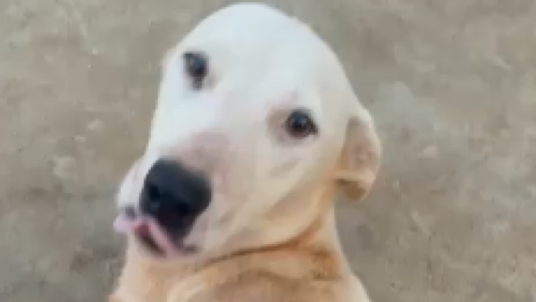 Tiran a perrita con sus seis crías en un alcantarillado en Saltos del Guairá