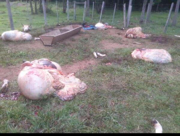 Hurtan y faenan cinco animales vacunos en Coronel Bogado