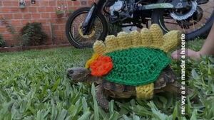¿Un mini dinosaurio? Tortuga con ropita de crochet enterneció en las redes