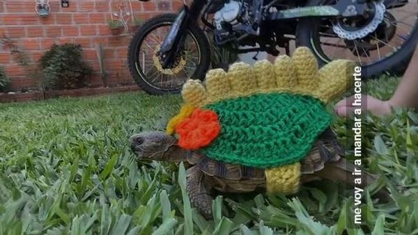 ¿Un mini dinosaurio? Tortuga con ropita de crochet enterneció en las redes
