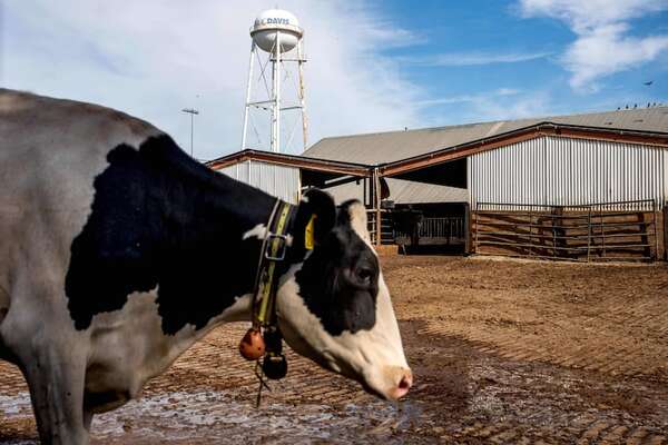 EEUU: científicos buscan limitar eructos de vacas para ayudar al clima - Ciencia - ABC Color
