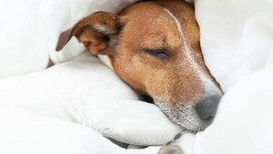 Detectar la fiebre en tu perro