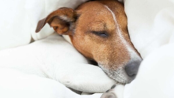 Detectar la fiebre en tu perro