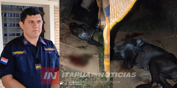 CONTINÚA INVESTIGACIÓN SOBRE EL CASO DE PRESUNTO MALTRATO ANIMAL EN ENCARNACIÓN - Itapúa Noticias