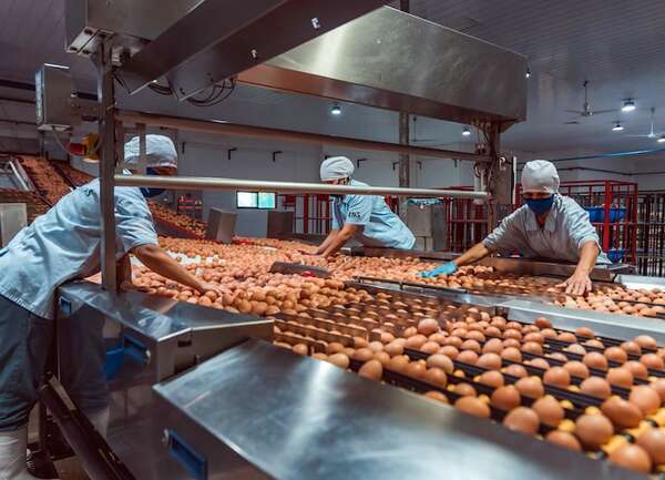 Estados Unidos celebra un día de Acción de Gracias más costoso por la escasez de huevos - Mundo - ABC Color