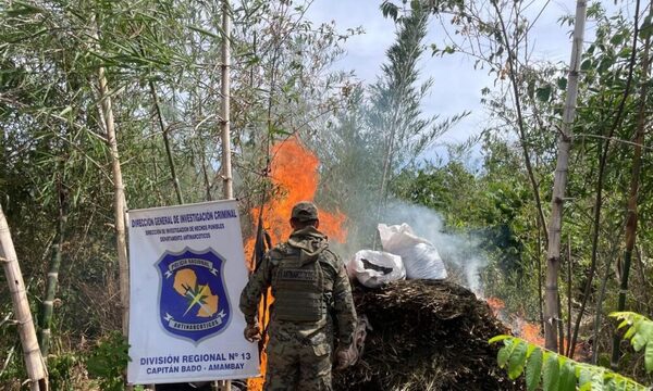 Incineran droga y destruyen plantas de marihuana y campamento en Amambay