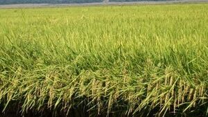 Prevén mayor producción de arroz, llegando a 205.000 ha.