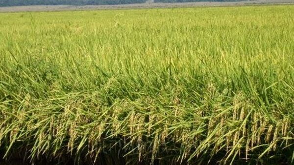 Prevén mayor producción de arroz, llegando a 205.000 ha.