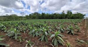 Cultivo de tabaco se fortalece como alternativa para pequeñas comunidades agrícolas