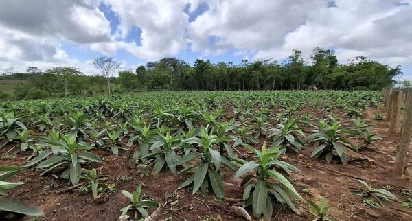 Cultivo de tabaco se fortalece como alternativa para pequeñas comunidades agrícolas