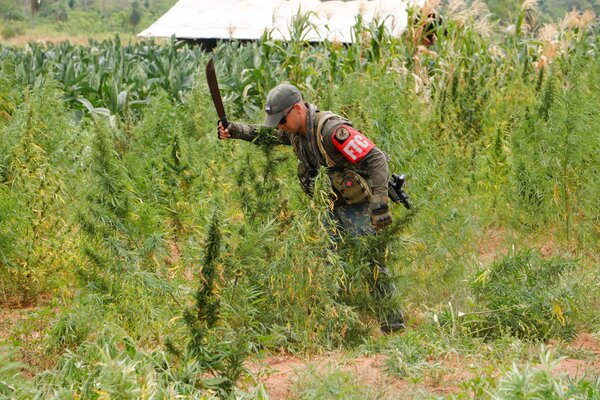 Ojehapy 37 tonelada marihuana Canindeyúpe operativo «Jejuí» rupi - .::Agencia IP::.