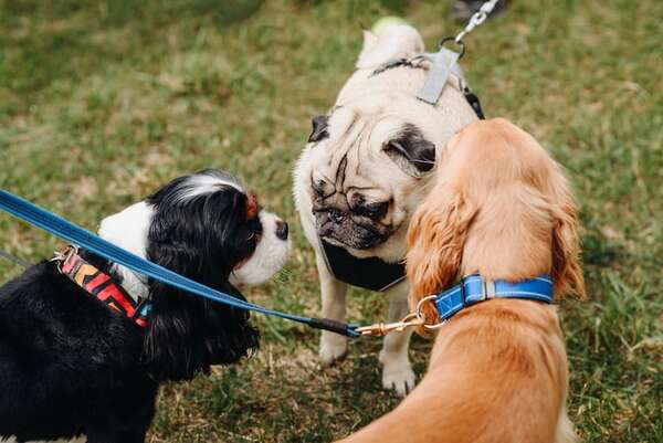 Guía para socializar a un cachorro: desde su primer paseo hasta el parque - Mascotas - ABC Color