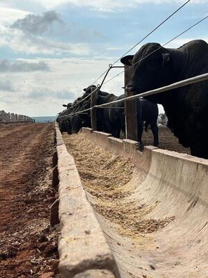 Especial concurso Angus y cruzas: animales jóvenes, adaptación y calidad de carne