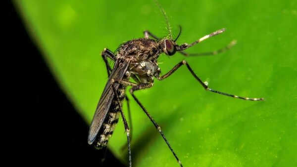 Virus Oropouche: Con miles de casos en Brasil y una amenaza latente para Paraguay
