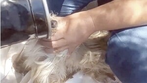 Acusa a su vecina de darle veneno a su perrita que está preñada