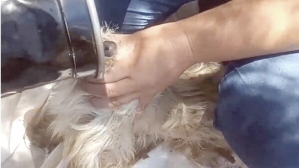 Acusa a su vecina de darle veneno a su perrita que está preñada