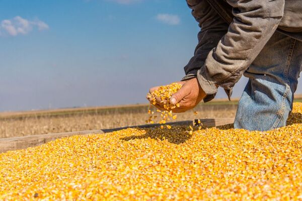 Comercio exterior: La exportación de maíz acumula casi un 60% de caída en lo que va del año - MarketData