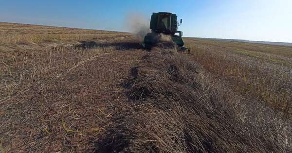 Diario HOY | Productores temen pérdidas en los cultivos ante ola de calor