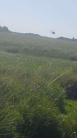 Laureles: denuncian caza ilegal de animales silvestres desde un helicóptero en Ñeembucú y Misiones - Nacionales - ABC Color