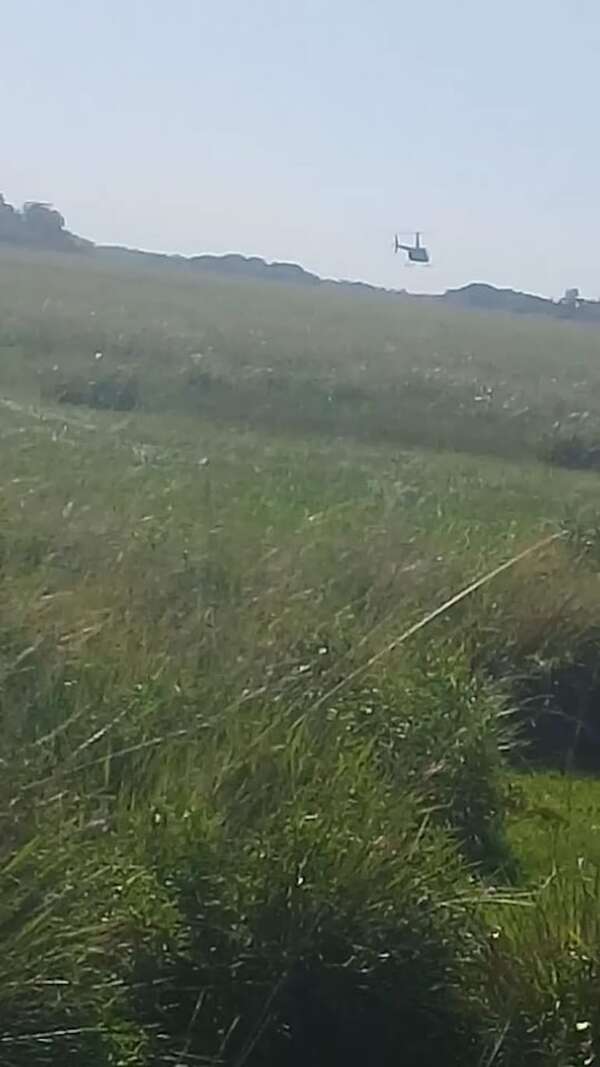 Laureles: denuncian caza ilegal de animales silvestres desde un helicóptero en Ñeembucú y Misiones - Nacionales - ABC Color