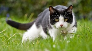 Enfermedades comunes de los gatos en verano