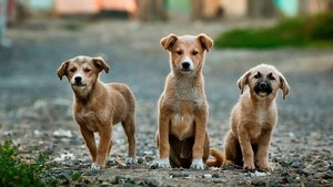 Adoptar un perro: una decisión con impacto positivo